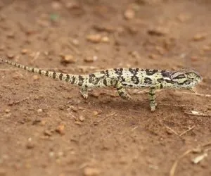 A Flap-necked chameleon ((Chamaeleo dilepis)) running in Zambia