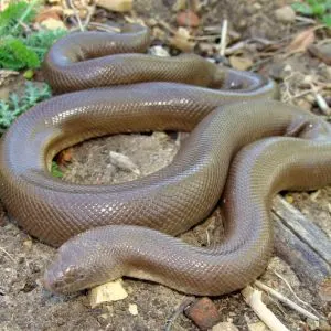 Snakes in Oregon (15 Different Types) - SnakeTracks.com