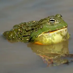 African Bullfrog (Pyxicephalus adspersus) in pond