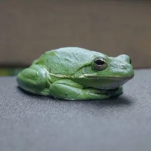 American green tree frog (Dryophytes cinereus) on desk