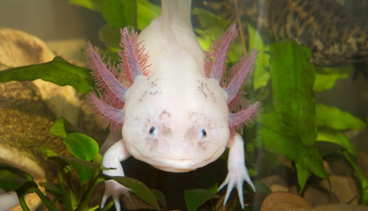 Best Pet Salamander