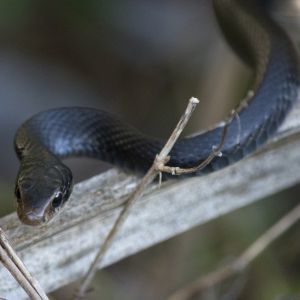 Black Racer (Coluber constrictor) in a curved pose on a palm frond stem
