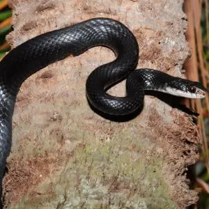 Black Rat Snake (Elaphe obsoleta)