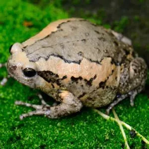 Burmese Chubby Bull frog (Kaloula pulchra)