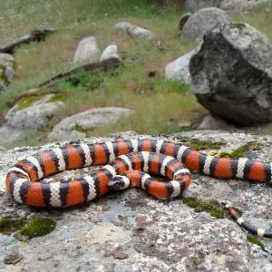 California Mountain King snake (Lampropeltis zonata) on rock