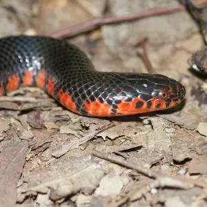 Close up of head of a Mud Snake (Farancia abacura)