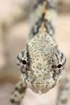Closeup of eyes and head of Lap Necked Chameleon (Chamaeleo dilepis) staring at camera Etosha National Park, Namibia