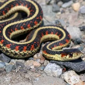 Common Garter Snake (Thamnophis sirtalis) on rocks