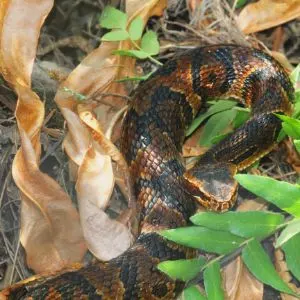 Cottonmouth Snake (Agkistrodon piscivorus) a.k.a. Water Moccasin