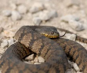 Diamondback Water snake (Nerodia rhombifer) on light gray gravel