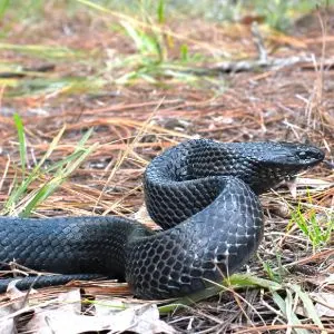 Eastern Indigo snake (Drymarchon couperi) in attack position with its toungue out