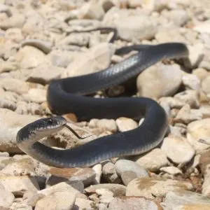 Eastern Racer (Coluber constrictor) by Andrew Hoffman