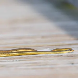 Eastern Ribbon Snake on walkway (Thamnophis sauritus)