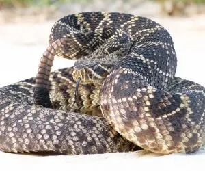 Eastern diamondback rattle snake (crotalus adamanteus) on country road