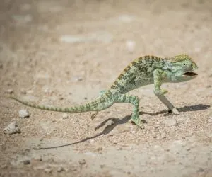 Flap-necked chameleon ((Chamaeleo dilepis)) walking in the gravel in the Etosha National Park, Namibia