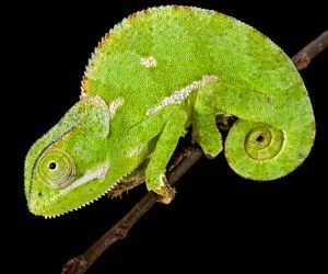 Flapnecked chamaeleon (Chamaeleo dilepis) on stick with tail curled and black background