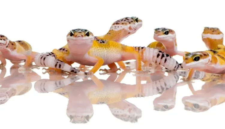 Gecko Species