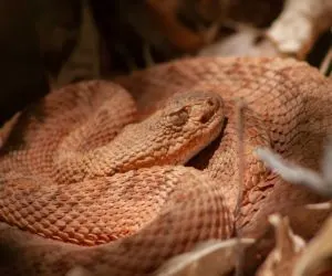 Grand Canyon Pink Rattlesnake (Crotalus oreganus abyssus) curled up neae campsite at Grand Canyon by Douglass Mills
