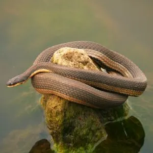 Gray Crayfish Snake (Regina grahamii) on rock in lake hunting