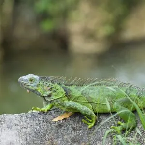 Green Iguana (Iguana iguana) on log