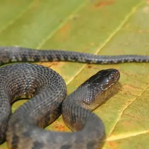 Mississippi Green Water Snake (Nerodia cyclopion) on leaf