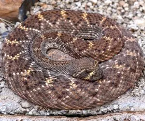 Mojave rattlesnake (Crotalus scutulatus) curled up on gravel