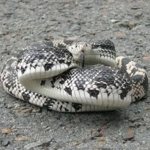 Northern Pine Snake (Pituophis melanoleucus)