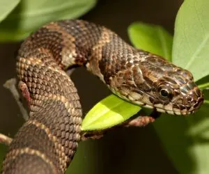 Northern Water Snake (nerodia sipedon) climbing in a tree