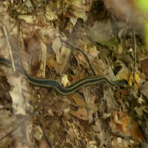 Northern ribbon snake (Thamnophis sauritus septentrionalis)