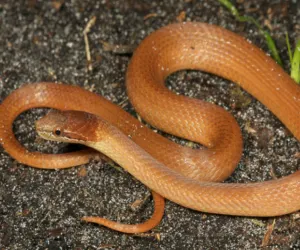 Pine Wood Snake (Rhadinaea flavilata) by Todd Pierson