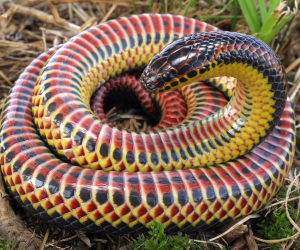 Rainbow snake curled up (Farancia erytrogramma)