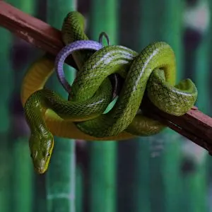 Red-tail green rat snake (Gonyosoma oxycephalum) resting on branch in enclosure