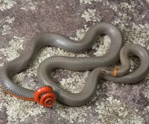 Regal Ring-necked Snake (Diadophis punctatus regalis)