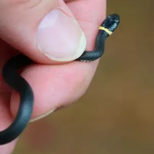 Ring-necked snake (Diadophis punctatus) being held close up