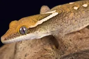 Sarasinorum Gecko