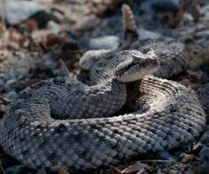 Sidewinder rattlesnake (crotalus cerastes) rattling in the California desert