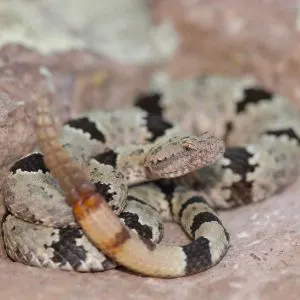 Small Banded Rattlesnake on rocks (Crotalus lepidus klauberi)