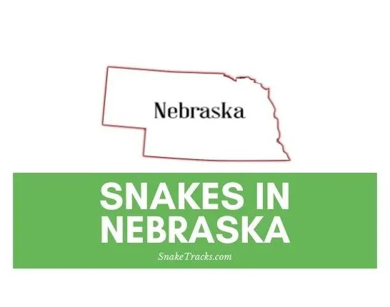 Snakes in Nebraska