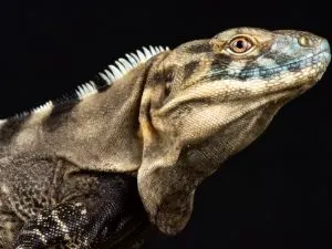 Sonoran Spiny- tailed Iguana (Ctenosaura macroloph)