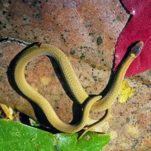 Southeastern Crowned Snake (Tantilla coronata)