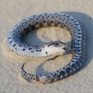 Southern Hognose snake (Heterodon simus) playing dead