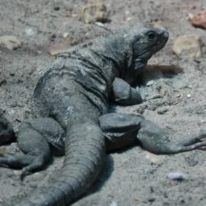 SpinyTailed Iguana (Ctenosaura Hemilopha)