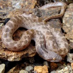 Texas Night Snake, (Hypsiglena torquata jani) in rocky desert habitat