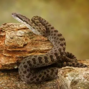 Twin-Spotted Rattlesnake (Crotalus pricei) on desert rock