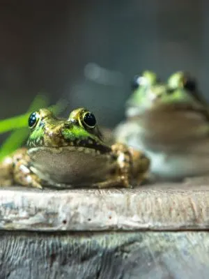 Two American Bullfrogs sitting (Lithobates catesbeianus)