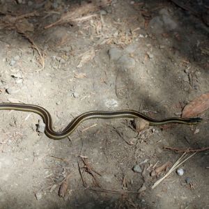 Valley Gartersnake (Thamnophis sirtalis fitchi) by GregTheBusker
