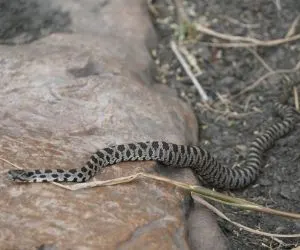 Western Fox Snake on rock and dirt (Pantherophis ramspotti)