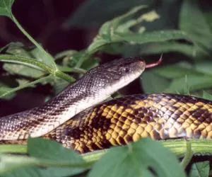 Western Rat Snake (Scotophis obsoletus) by Tom Spinkler