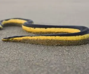 Yellow-bellied Sea Snake (Hydrophis platurus) on beach in sand