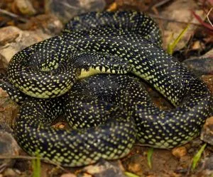 Young adult Speckled Kingsnake (Lampropeltis holbrooki) under a large flat rock on a pocket glade